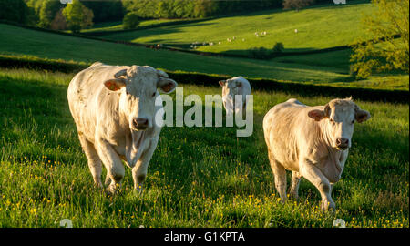 Vaches charolaises paissant dans le ressort. Brionnais. Saône et Loire. Bourgogne-Franche-Comté. France Banque D'Images