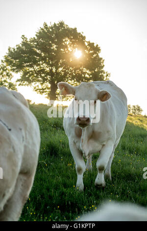 Vaches charolaises paissant dans le ressort. Brionnais. Saône et Loire. Bourgogne-Franche-Comté. France Banque D'Images