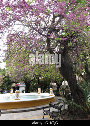 Le printemps dans le parc Alameda Marbella, Andalousie Espagne Banque D'Images