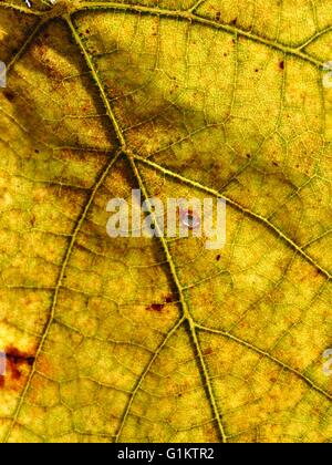 Vue détaillée de Jaune automne feuille de vigne. Natural Background Banque D'Images