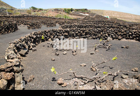 Les murs en pierre sèche et de la vigne dans un enclos, près de Orzola, Lanzarote, îles Canaries, Espagne Banque D'Images