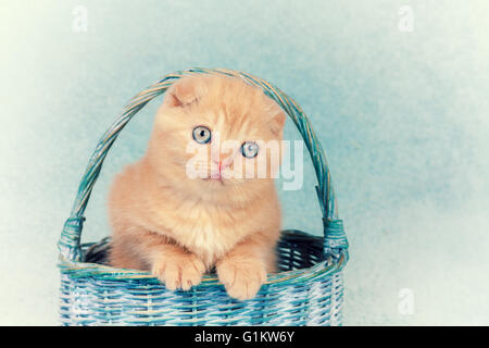 Cute kitten assis dans un panier Banque D'Images