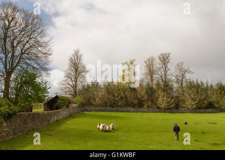 Démonstration de chiens de berger avec un Border Collie ( Canis lupus familiaris ) un certain nombre de troupeaux de moutons Blackface écossais dans un stylo. Banque D'Images