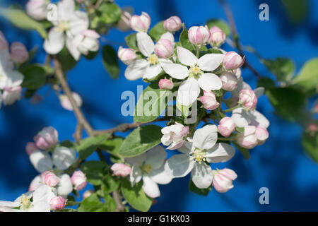 Direction générale de l'arbre en fleurs au printemps apple Banque D'Images