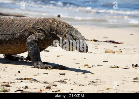 Dragon de Komodo sur l'île de Komodo plage Parc National de Komodo en Indonésie Banque D'Images