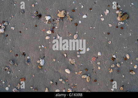 Les coquillages, étoiles de mer et le crabe sur le sable de la plage pour l'été et de la plage. Studio shot fond de plage. Banque D'Images