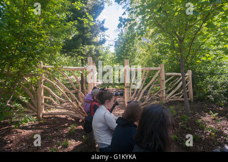 Les visiteurs font la queue pour entrer dans le sanctuaire de la nature Hallett Central Park à New York le lundi 16 mai 2016. Fermé depuis 1934, le paysage naturel de 4 hectares au milieu de la ville est un sanctuaire d'oiseaux et sera ouverte pour un temps limité au public seulement 20 personnes entrant à la fois. Des centaines alignés pour être laissé en pour admirer le paysage. (© Richard B. Levine) Banque D'Images