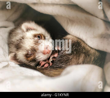 Dormir à poings fermés ferret Banque D'Images