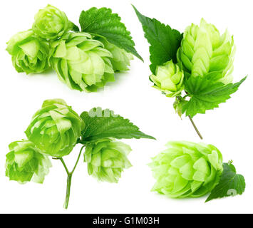 Collection de houblon vert isolé sur le fond blanc. Banque D'Images