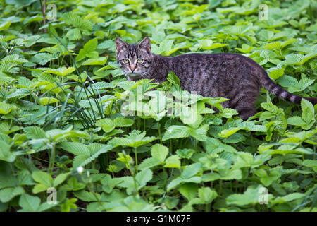 Chat gris dans l'herbe verte. Banque D'Images