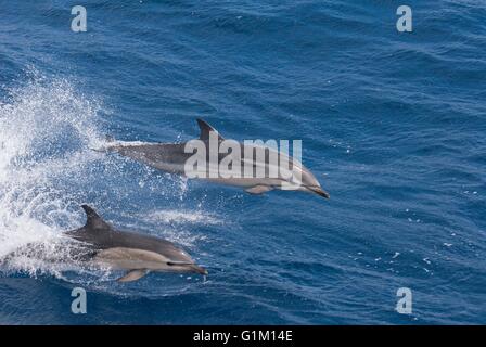 Un dauphin commun courte nage à côté d'un dauphin dans l'océan Pacifique. Banque D'Images