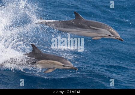 Un dauphin commun courte nage à côté d'un dauphin dans l'océan Pacifique. Banque D'Images