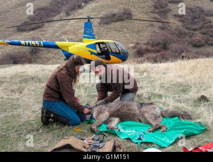 Les biologistes de la faune de l'état de l'Oregon attacher un collier de repérage GPS d'un Loup gris appelé OU4, le pack Imnaha mâle alpha après s'élançant d'un hélicoptère dans la région des Prairies Zumwalt de Wallowa County, Oregon. Banque D'Images