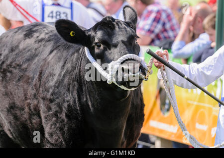 Montre un gestionnaire d'Aberdeen Angus cattle cow se reproduisent à une montre. Banque D'Images