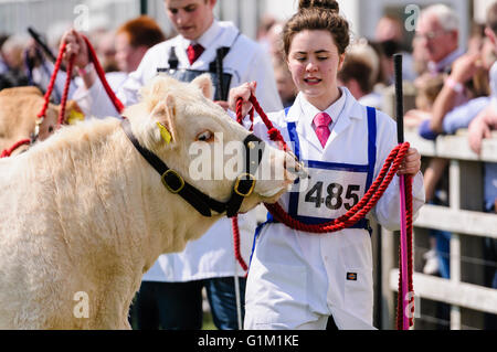 Jeune femme-Chien montre une vache blanche britannique lors d'une race bovine montre agricole. Banque D'Images