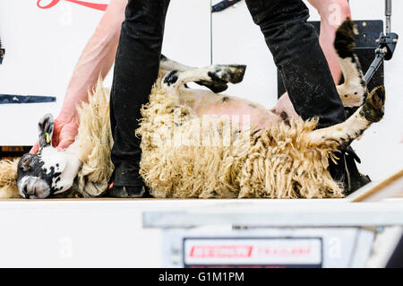 Un homme utilise un mouton pour tondre clippers fleece à un concours de la tonte des moutons. Banque D'Images