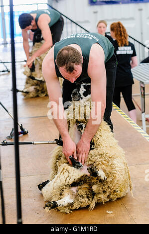 Un homme utilise un mouton pour tondre clippers fleece à un concours de la tonte des moutons. Banque D'Images