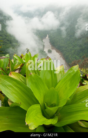 Réservoir géant Broméliacées (Brocchinia micrantha) dans la brume, Potaro Kaieteur Falls Canyon ci-dessous, le parc national de Kaieteur, Guyana Banque D'Images