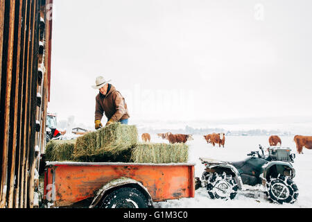 Caucasian farmer hauling hay près de grange enneigée Banque D'Images