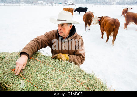 Caucasian farmer hauling hay in snowy field Banque D'Images