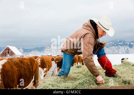 Caucasian farmer hauling hay in snowy field Banque D'Images