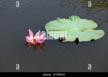 Belle fleur de lotus rose sur petit lac, lat. Nelumbo lucifera Banque D'Images