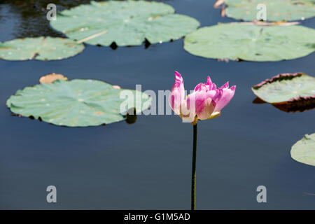 Belle fleur de lotus rose sur petit lac, lat. Nelumbo lucifera Banque D'Images