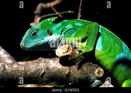 Iguane à Fidji Banque D'Images