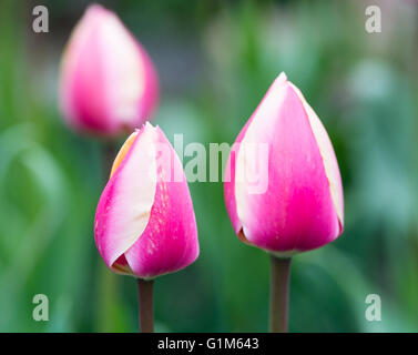 Tulipes roses et blanches Banque D'Images