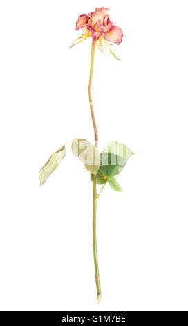 Rose séché au fond blanc Banque D'Images