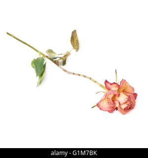 Rose séché au fond blanc Banque D'Images