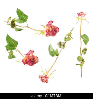 Rose séché au fond blanc Banque D'Images