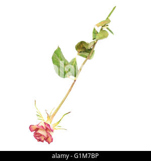 Rose séché au fond blanc Banque D'Images