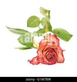 Rose séché au fond blanc Banque D'Images