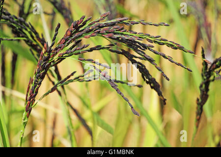 Close up of hybrid rice paddy plant stalk avec des céréales de l'Inde. Banque D'Images