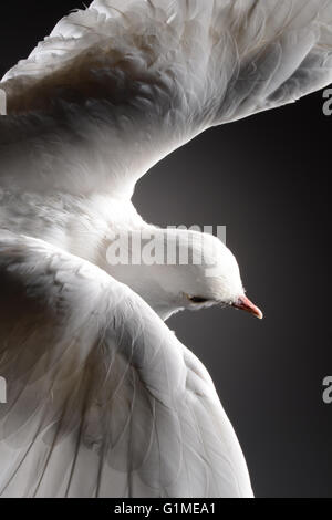 Blanc en peluche colombe en vol, détail sur un fond sombre Banque D'Images