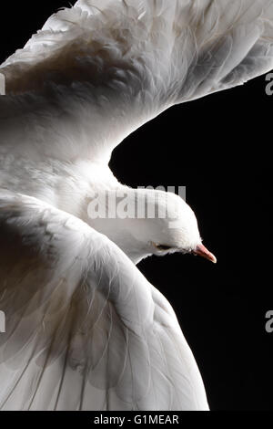 Blanc en peluche colombe en vol, contre black détail Banque D'Images