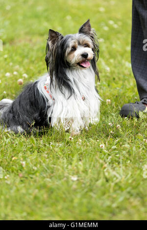 Biewer Yorkshire Terrier est assis à côté des pieds de son maître à l'extérieur. Banque D'Images