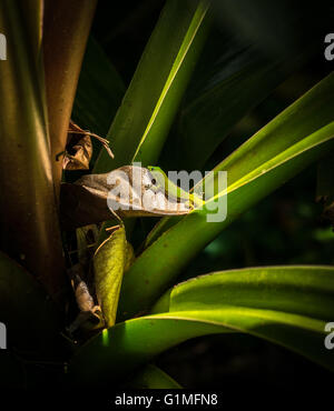 Un examen d'un gecko de feuilles séchées d'une plante d'aloès dans la forêt tropicale de l'île principale d'Hawaii Banque D'Images