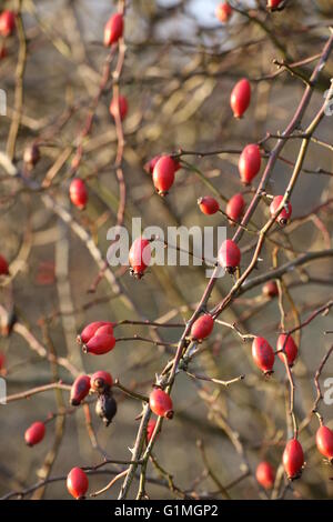 De nombreux chien d'églantier (rosa canina) dans la lumière du soleil. Banque D'Images