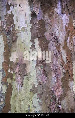 Écorce d'un avion à destination de Londres (Platanus x acerifolia) ressemblant à une oeuvre. Banque D'Images