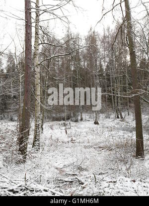 Vue sur lac gelé sur l'Huy en Saxe-Anhalt, Allemagne. Ces lacs sont appelés des Kollyteiche. Banque D'Images
