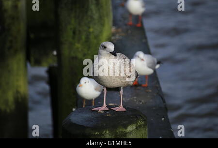 Les goélands différents (European herring gull - Larus argentatus et mouette rieuse - Chroicocephalus ridibundus) à la mer avec une Banque D'Images