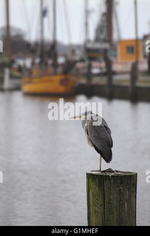 Héron cendré (Ardea cinerea) assis sur un poteau en bois dans un port. Banque D'Images