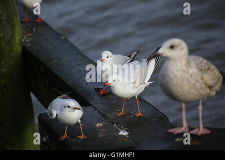 Les goélands différents (European herring gull - Larus argentatus et mouette rieuse - Chroicocephalus ridibundus) à la mer avec une Banque D'Images