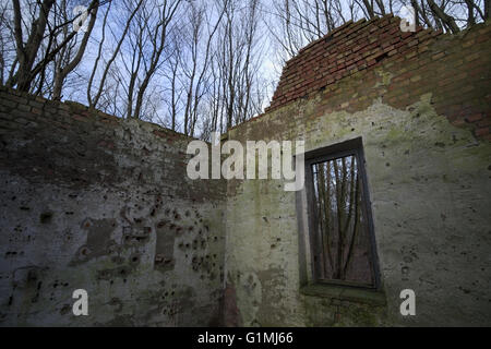 Regarder à travers une fenêtre d'une maison en ruines dans la forêt avec une vue vers le haut de la création y compris le bleu du ciel. Banque D'Images