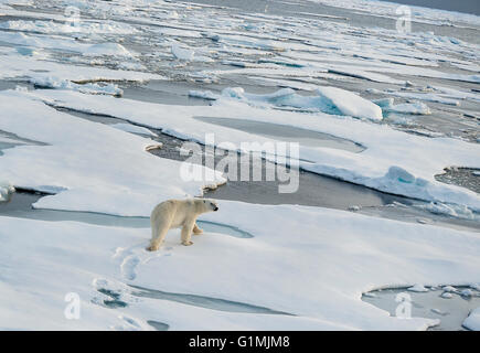 L'ours blanc, Ursus maritimus, patrouiller la banquise dans la mer Arctique, au Svalbard. Banque D'Images