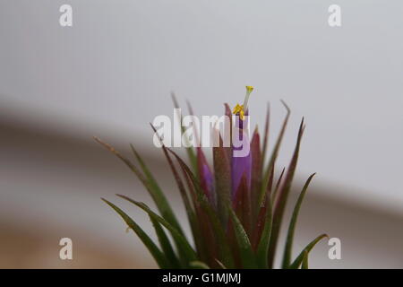 Blossom d'une usine de l'air tillandsia épiphyte. Banque D'Images