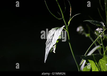 Low key shot conceptuel d'une usine de l'alliaire officinale (Alliaria petiolata). Banque D'Images