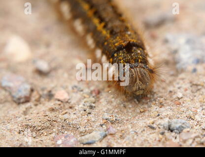 Euthrix potatoria buveur (caterpillar) sur un sol de gravier, vu de face. Banque D'Images